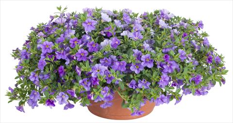 foto van een variëteit aan bloemen, te gebruiken als: Potplant, patioplant, korfplant Calibrachoa Lindura® Light Blue
