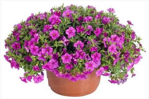 foto van een variëteit aan bloemen, te gebruiken als: Potplant, patioplant, korfplant Calibrachoa Lindura® Pink