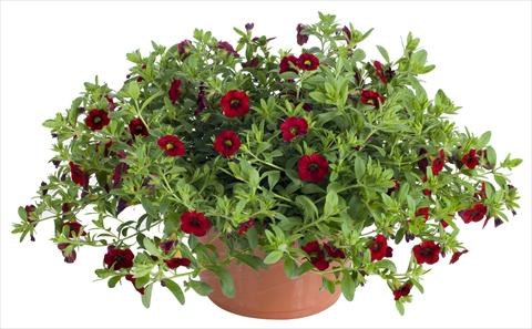 foto van een variëteit aan bloemen, te gebruiken als: Potplant, patioplant, korfplant Calibrachoa Lindura® Red