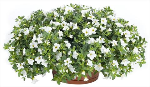 foto van een variëteit aan bloemen, te gebruiken als: Potplant, patioplant, korfplant Calibrachoa Lindura® White