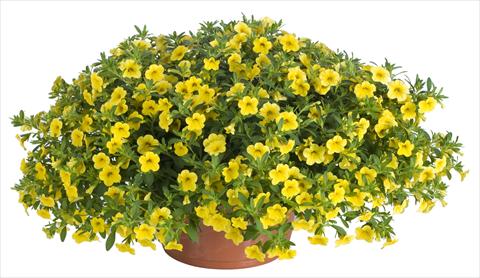 foto van een variëteit aan bloemen, te gebruiken als: Potplant, patioplant, korfplant Calibrachoa Lindura® Yellow