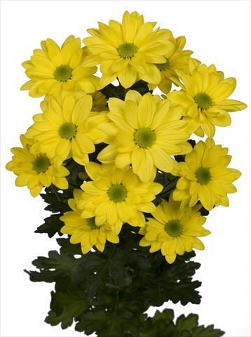 foto van een variëteit aan bloemen, te gebruiken als: Pot - en perkplant Chrysanthemum Bacardi Sunny