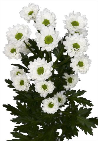 foto van een variëteit aan bloemen, te gebruiken als: Pot - en perkplant Chrysanthemum Brightly