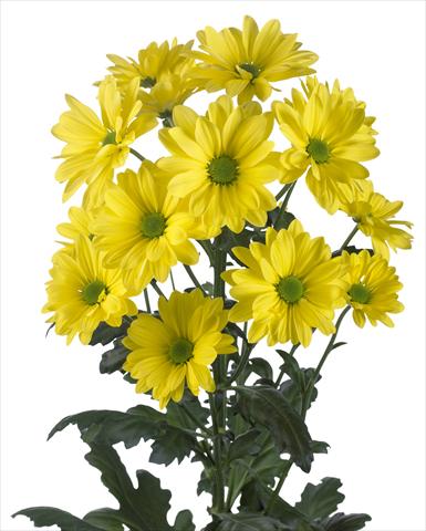 foto van een variëteit aan bloemen, te gebruiken als: Pot - en perkplant Chrysanthemum Celebrate