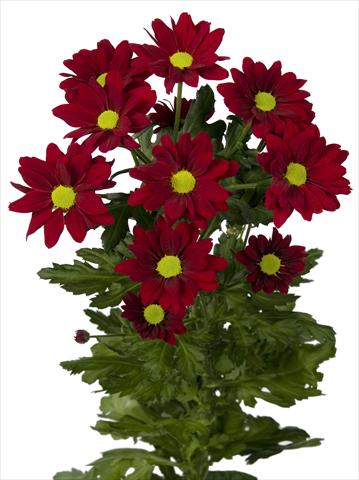 foto van een variëteit aan bloemen, te gebruiken als: Pot - en perkplant Chrysanthemum Merlot
