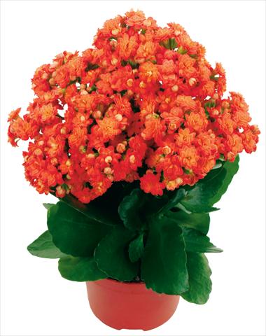 foto van een variëteit aan bloemen, te gebruiken als: Pot - en perkplant Kalanchoe Calandiva® Bardot Improved