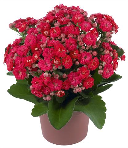 foto van een variëteit aan bloemen, te gebruiken als: Pot - en perkplant Kalanchoe Calandiva® Cher