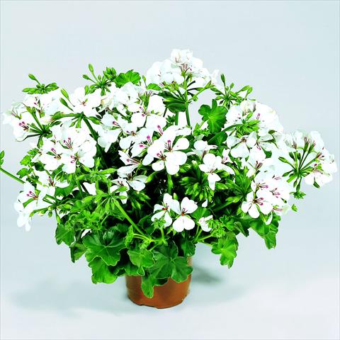 foto van een variëteit aan bloemen, te gebruiken als: Korf / Pot Pelargonium peltatum RED FOX Belle Ville White