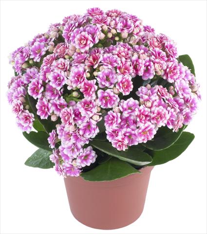 foto van een variëteit aan bloemen, te gebruiken als: Pot - en perkplant Kalanchoe Calandiva® Weaver