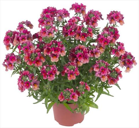 foto van een variëteit aan bloemen, te gebruiken als: Potplant, patioplant, korfplant Nemesia Angelart® Fruit Punch