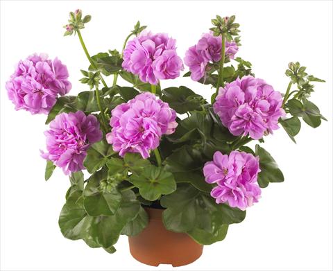 foto van een variëteit aan bloemen, te gebruiken als: Potplant, patioplant, korfplant Pelargonium peltatum Dancing Idols® Lavender Improved