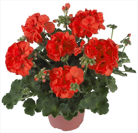 foto van een variëteit aan bloemen, te gebruiken als: Pot Pelargonium zonale Summer Idols® Orange