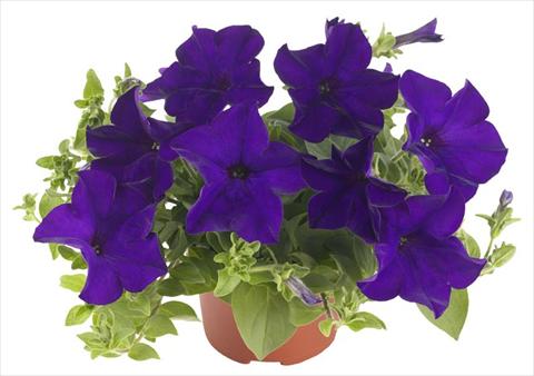foto van een variëteit aan bloemen, te gebruiken als: Potplant, patioplant, korfplant Petunia Fortunia® Blue