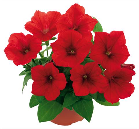 foto van een variëteit aan bloemen, te gebruiken als: Potplant, patioplant, korfplant Petunia Fortunia® Red
