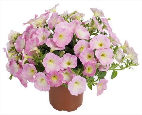 foto van een variëteit aan bloemen, te gebruiken als: Potplant, patioplant, korfplant Petunia Fortunia® Rose Bicolor