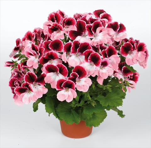 foto van een variëteit aan bloemen, te gebruiken als: Pot Pelargonium grandiflorum pac® Aristo® Darling