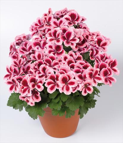 foto van een variëteit aan bloemen, te gebruiken als: Pot Pelargonium grandiflorum pac® Candy Flowers® Strawberry Cream