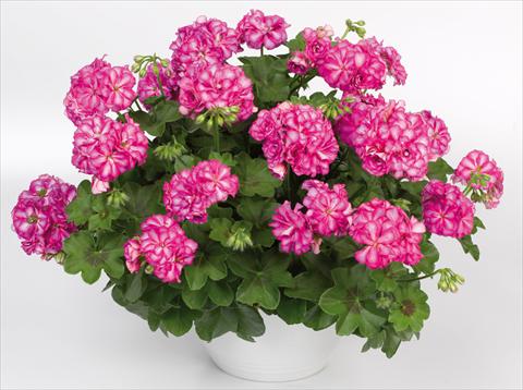 foto van een variëteit aan bloemen, te gebruiken als: Potplant, patioplant, korfplant Pelargonium peltatum pac® Mexica Nealit