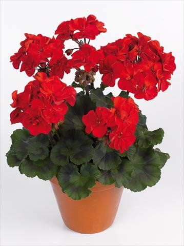 foto van een variëteit aan bloemen, te gebruiken als: Pot Pelargonium zonale pac® Abelina