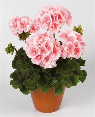 foto van een variëteit aan bloemen, te gebruiken als: Pot Pelargonium zonale pac® Salmon Queen