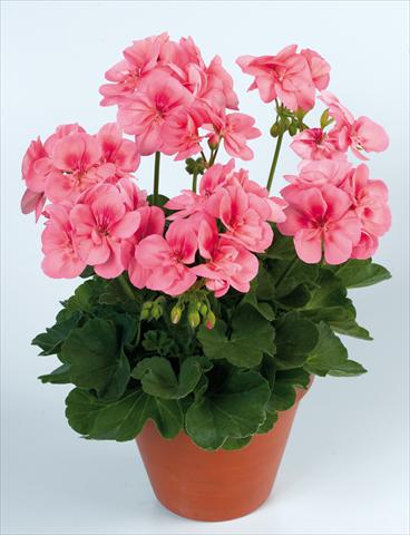 foto van een variëteit aan bloemen, te gebruiken als: Pot Pelargonium zonale pac® Peach Kiss