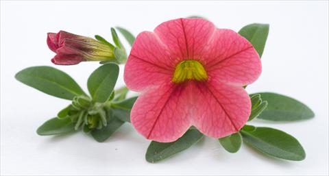 foto van een variëteit aan bloemen, te gebruiken als: Potplant, patioplant, korfplant Calibrachoa Caloha Pink Orange Star