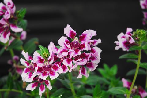 foto van een variëteit aan bloemen, te gebruiken als: Pot Cuphea ilavea Vienco Lavender