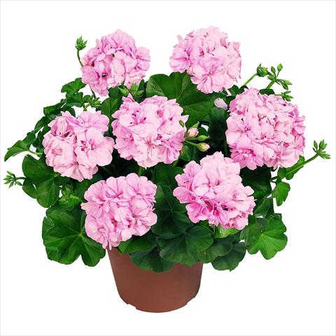 foto van een variëteit aan bloemen, te gebruiken als: Korf / Pot Pelargonium peltatum RED FOX Pacific Soft Pink