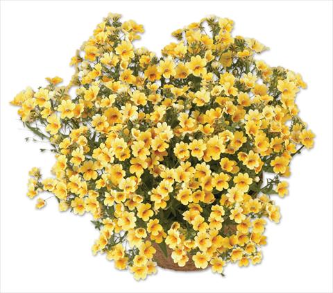 foto van een variëteit aan bloemen, te gebruiken als: Potplant, patioplant, korfplant Nemesia Spicy Yellow
