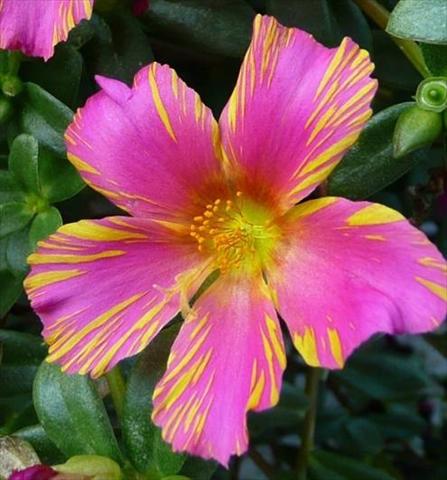 foto van een variëteit aan bloemen, te gebruiken als: Potplant, patioplant, korfplant Portulaca Duet Rose N Yellow