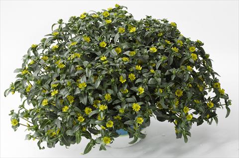 foto van een variëteit aan bloemen, te gebruiken als: Potplant, patioplant, korfplant Sanvitalia Show Yellow