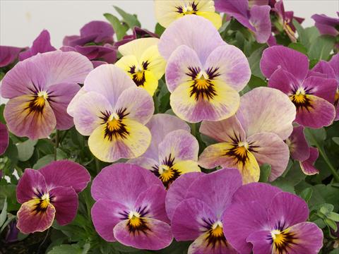 foto van een variëteit aan bloemen, te gebruiken als: Pot - en perkplant Viola cornuta Caramel Rose Shades