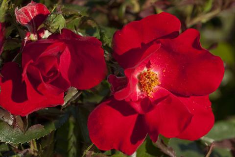 foto van een variëteit aan bloemen, te gebruiken als: Perkplant / Borders Rosa paesaggistica La Sevillana® Plus