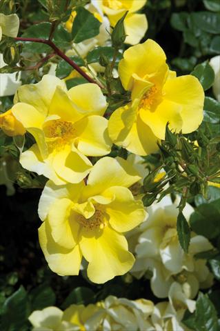 foto van een variëteit aan bloemen, te gebruiken als: Perkplant / Borders Rosa paesaggistica Liane Foly®