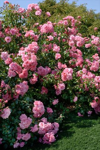foto van een variëteit aan bloemen, te gebruiken als: Perkplant / Borders Rosa paesaggistica Livia®