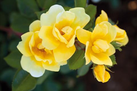 foto van een variëteit aan bloemen, te gebruiken als: Perkplant / Borders Rosa paesaggistica Sunny Knock Out®