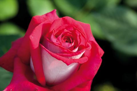 foto van een variëteit aan bloemen, te gebruiken als: Perkplant / Borders Rosa Tea Monica Bellucci®