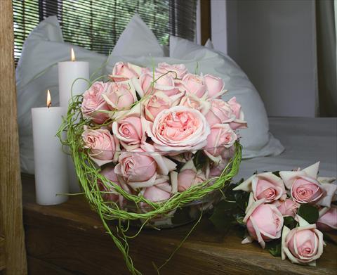 foto van een variëteit aan bloemen, te gebruiken als: Pot - en perkplant Rosa Tea Aphrodite®