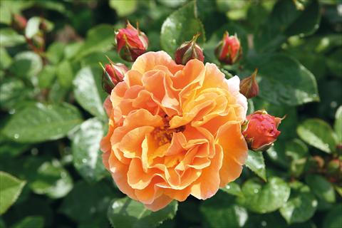 foto van een variëteit aan bloemen, te gebruiken als: Perkplant / Borders Rosa Tea Arabia®