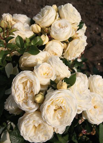 foto van een variëteit aan bloemen, te gebruiken als: Perkplant / Borders Rosa Tea Artemis®