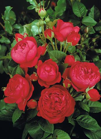 foto van een variëteit aan bloemen, te gebruiken als: Perkplant / Borders Rosa Tea Ascot®