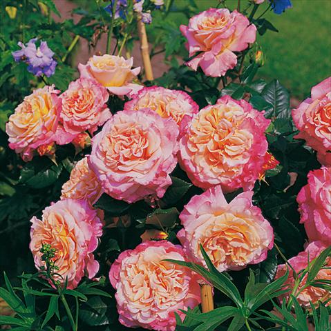 foto van een variëteit aan bloemen, te gebruiken als: Perkplant / Borders Rosa Tea Augusta Luise®