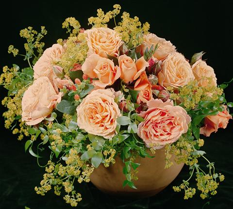 foto van een variëteit aan bloemen, te gebruiken als: Perkplant / Borders Rosa Tea Belvedere®