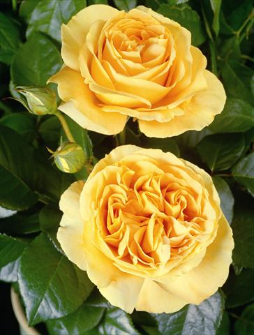 foto van een variëteit aan bloemen, te gebruiken als: Perkplant / Borders Rosa Tea Candlelight®