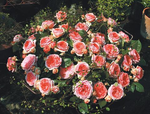 foto van een variëteit aan bloemen, te gebruiken als: Perkplant / Borders Rosa Tea Chippendale®