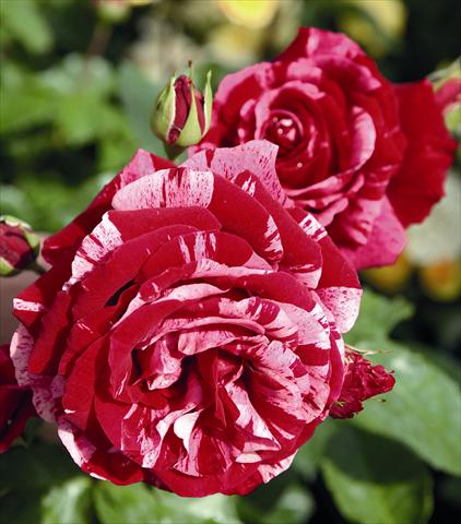 foto van een variëteit aan bloemen, te gebruiken als: Perkplant / Borders Rosa floribunda Deep Impression®