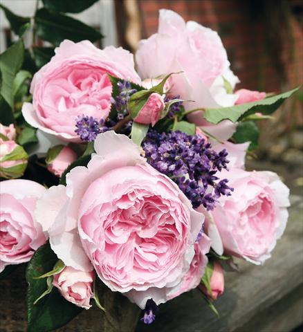 foto van een variëteit aan bloemen, te gebruiken als: Pot - en perkplant Rosa Tea Gartenträume®
