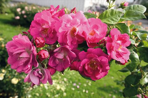 foto van een variëteit aan bloemen, te gebruiken als: Perkplant / Borders Rosa Tea Global Water®