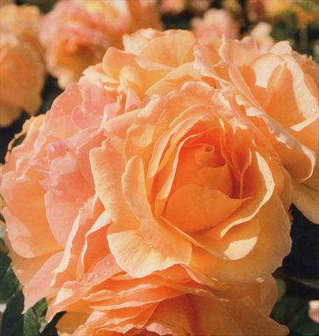 foto van een variëteit aan bloemen, te gebruiken als: Pot - en perkplant Rosa floribunda Hansestadt Rostock®