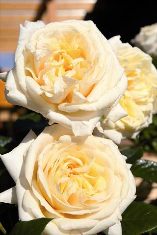 foto van een variëteit aan bloemen, te gebruiken als: Perkplant / Borders Rosa Tea My Girl®